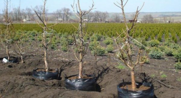 Kdy je to lepší a jak správně třešně přesadit, na podzim nebo na jaře